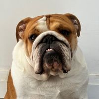 oregonthebulldog