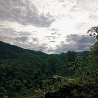 rosalia_479