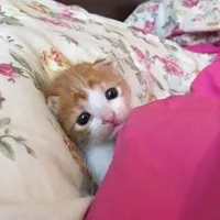 jangan cuma gombal ganteng