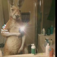 tim.canguro2089