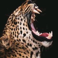 africangorillasafarisltd