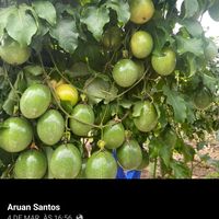 aruanmudas