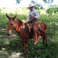 geildoguimares