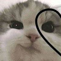 rolitas_gatito