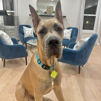 thereal_scoobydoo
