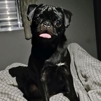 pug_amoraaa