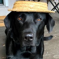 sundaetheblacklab