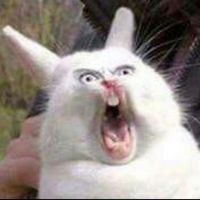 tthe.princess.of.bunnies