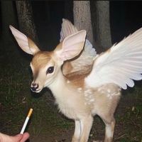 manicpixiedreamygirl