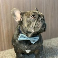 bertiethefrenchie