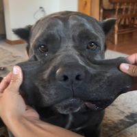 silverfoxeshmu.43
