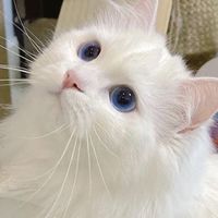 catofsofee