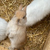 cute_ass_pets
