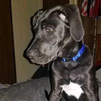 original sound - xtreme_deals4u