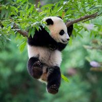 _jxste.panda