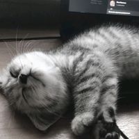 оригинальный звук