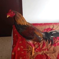 joseperalta_1989