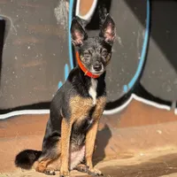 original sound - d0gs_afina