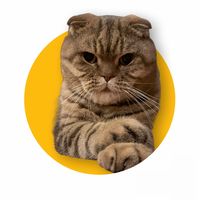 оригінальний звук