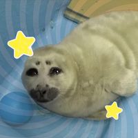 niko_the_seal_from_toba
