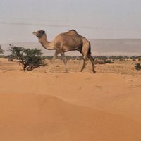 issemou_hmeimed1