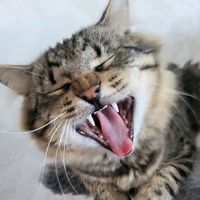 оригінальний звук