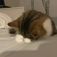 original sound - nicola__401