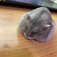 原聲 - 親愛的🐹寶
