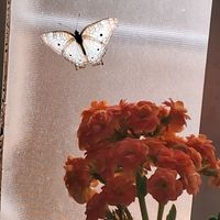 daughter.blackpotter