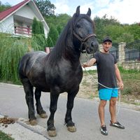 vladutgradinaru