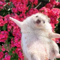 original sound - __traduxx09