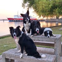 border.collie.el.r