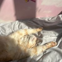 оригинальный звук