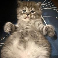 sikatsicat21
