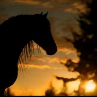horsemaju