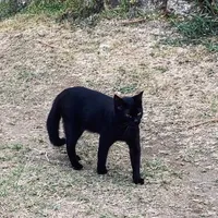 original sound - mazid_33