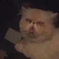 original sound - leihardy