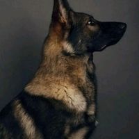 gsdsbeast