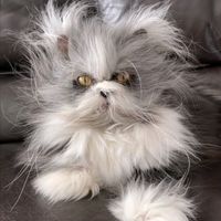 spass_account_originall