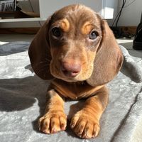 koda.salsichinha