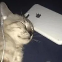 original sound - tweeknismo