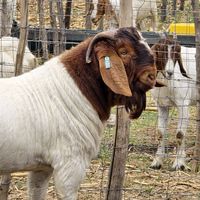 cklivestocktrading