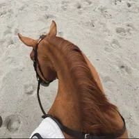 original sound - equestrian_audios