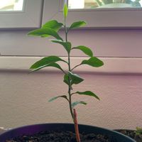 mcgrowinplant