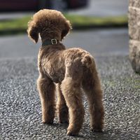 galaxypoodlepups