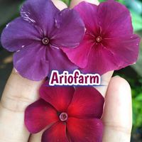 ario.farm
