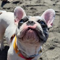 rueboothefrenchie