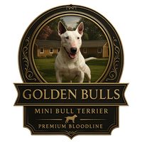 canilgoldenbulls