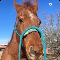 coutryroperandhorses