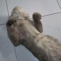 suara asli - kiiSukaPristel🦖